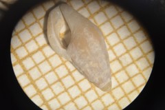Haedropleura septangularis