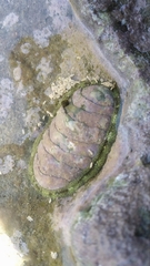 Rhyssoplax peregrina