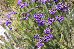 Gompholobium confertum