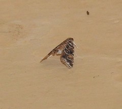 Elophila difflualis