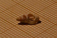 Haedropleura septangularis