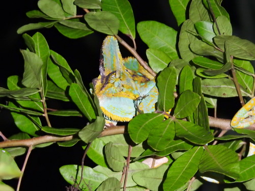 Chamaeleo calyptratus image