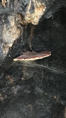 Agaricomycetes