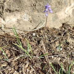 Muscari parviflorum