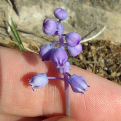 Muscari parviflorum
