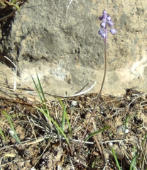 Muscari parviflorum