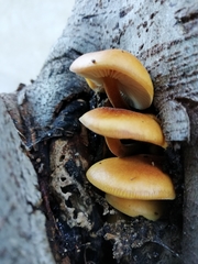 Flammulina velutipes