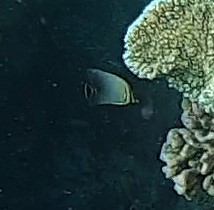 Chaetodon