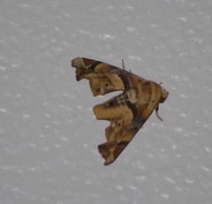 Eutelia callichroma