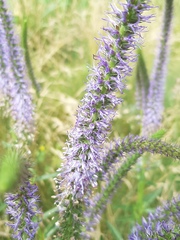 Veronica orchidea