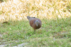 Nesoenas picturatus
