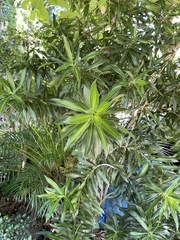 Dracaena reflexa