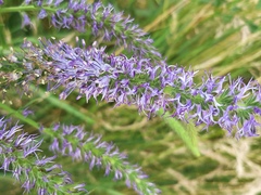 Veronica orchidea