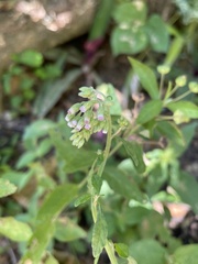 Cyanthillium cinereum