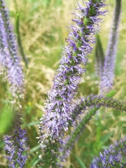 Veronica orchidea