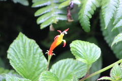 Siphocampylus sevegnaniae