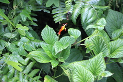 Siphocampylus sevegnaniae