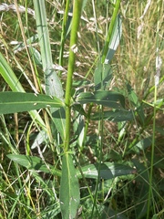 Veronica orchidea