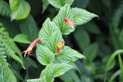 Siphocampylus sevegnaniae