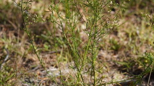 Erigeron canadensis image