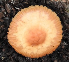Marasmius oreades