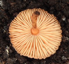 Marasmius oreades