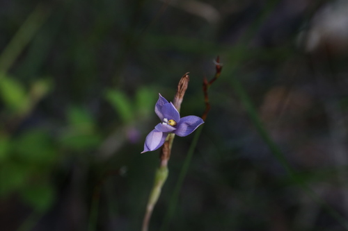 Image of Thelymitra graminea by (c) Hugo Innes, some rights reserved (CC BY)