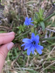 Cichorium intybus