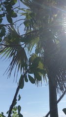 Coccothrinax proctorii