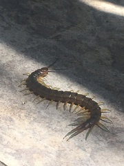 Scolopendra cingulata