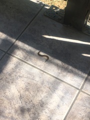 Scolopendra cingulata