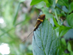 Nemophora degeerella