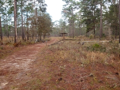 Meleagris gallopavo osceola