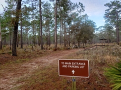 Meleagris gallopavo osceola