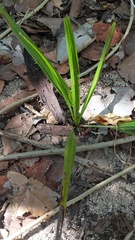 Coccothrinax proctorii