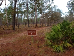 Meleagris gallopavo osceola