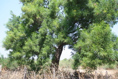 Astianthus viminalis