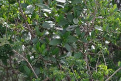 Burchellia bubalina