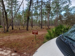 Meleagris gallopavo osceola