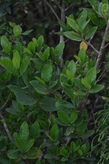 Burchellia bubalina