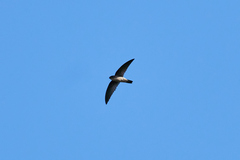 Aerodramus elaphrus