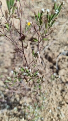 Stevia micrantha