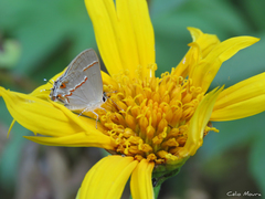 Electrostrymon endymion