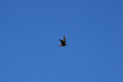 Aerodramus elaphrus