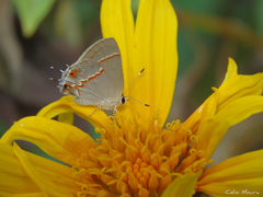 Electrostrymon endymion
