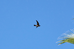 Aerodramus elaphrus
