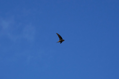 Aerodramus elaphrus
