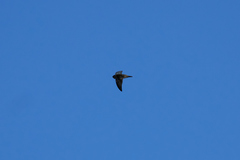 Aerodramus elaphrus