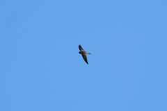 Aerodramus elaphrus