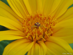 Misumenops maculissparsus